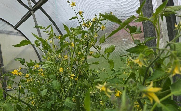 Зачем томатам бор: секреты успешного урожая