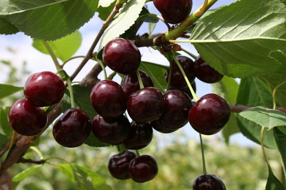 Дюк: Романтика между вишней и черешней