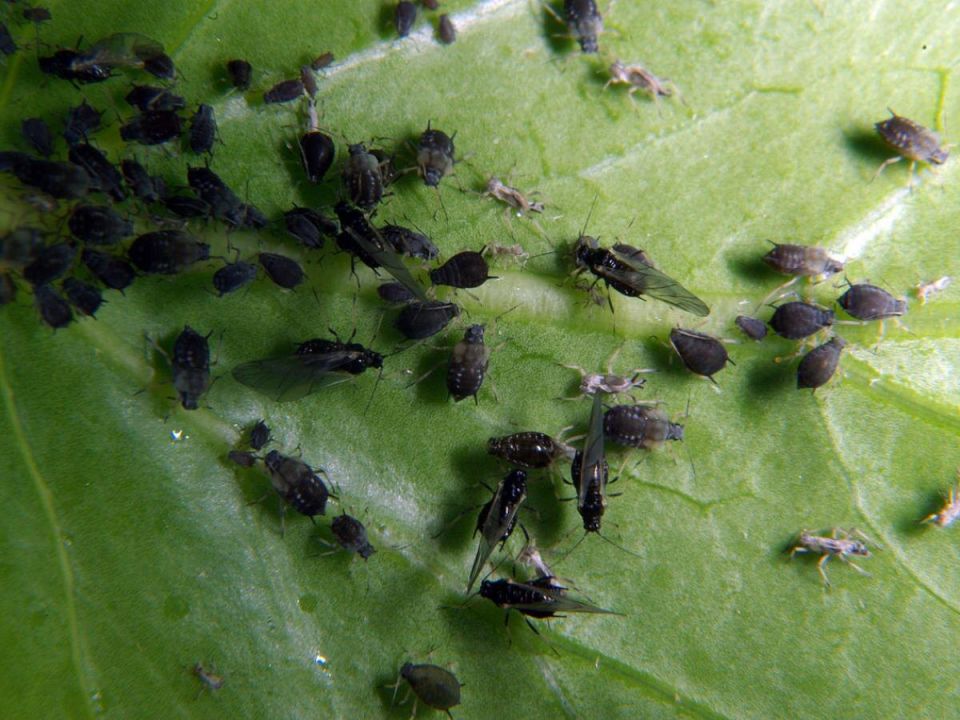 ������� �������� ��� ������ � ���: ����� � ����������