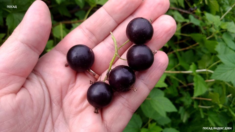 ��� �������� ������ ������ ������ ���������: ������� ���������� �������