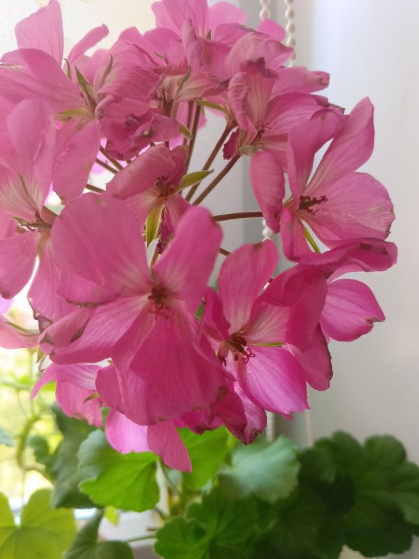 ��� ���������� ������ ������������ ��������: ������� ������ ������