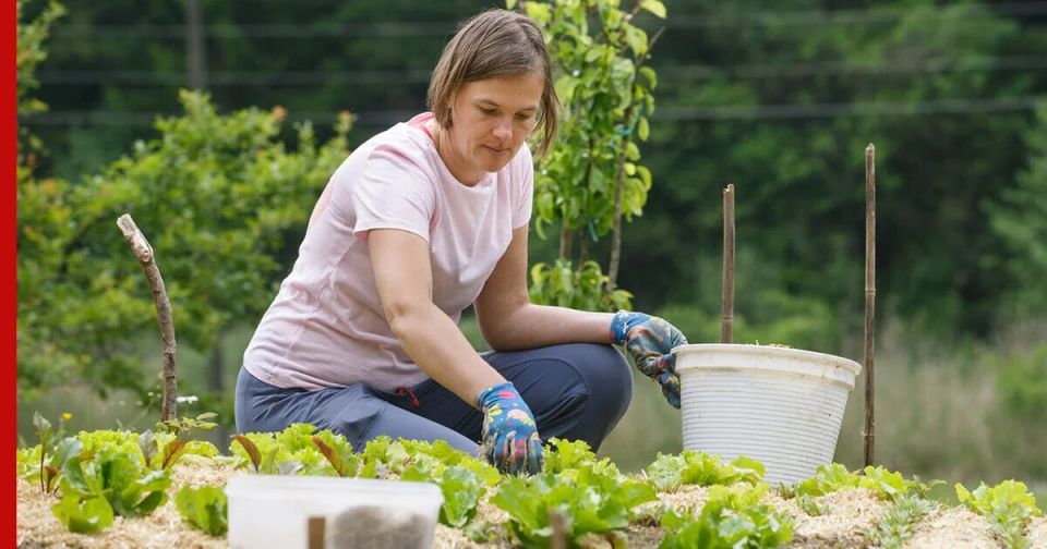 Что нового для дачников: запрещенные действия на участках