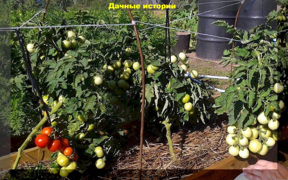 Лучшие сорта томатов для разных условий