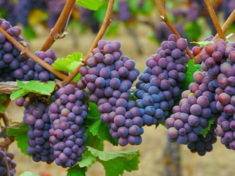 ��� �������� ������ �� ������: ������� ����������� ������ ���������