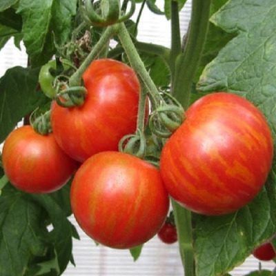 ������ ���������: ��������� ����� ��� ��������� � 2026 ����