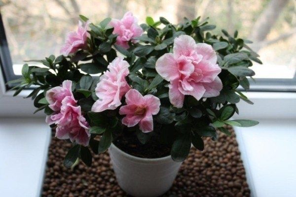 ���������� ������� ��������� ����� �� ��������: ������ ������ � ��� �� ��������