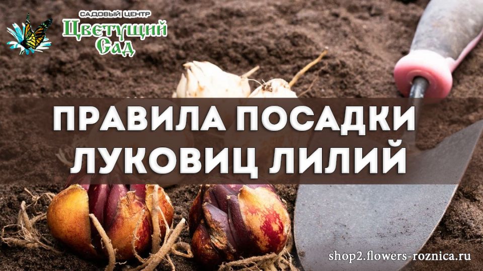 ��� ��������� �������� �������� �����: ������� ��������������