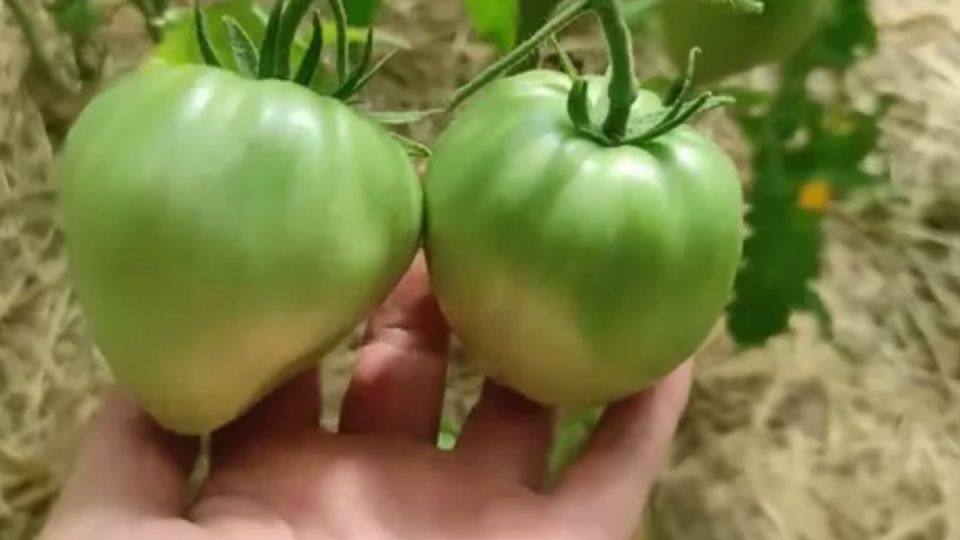 ��� ������������������ ������ ������������ �����������: ������� ������ ���������� ������������