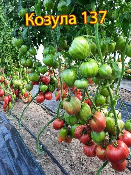 ����� ������ 137: ������������� ��������� ���� � �������� ������