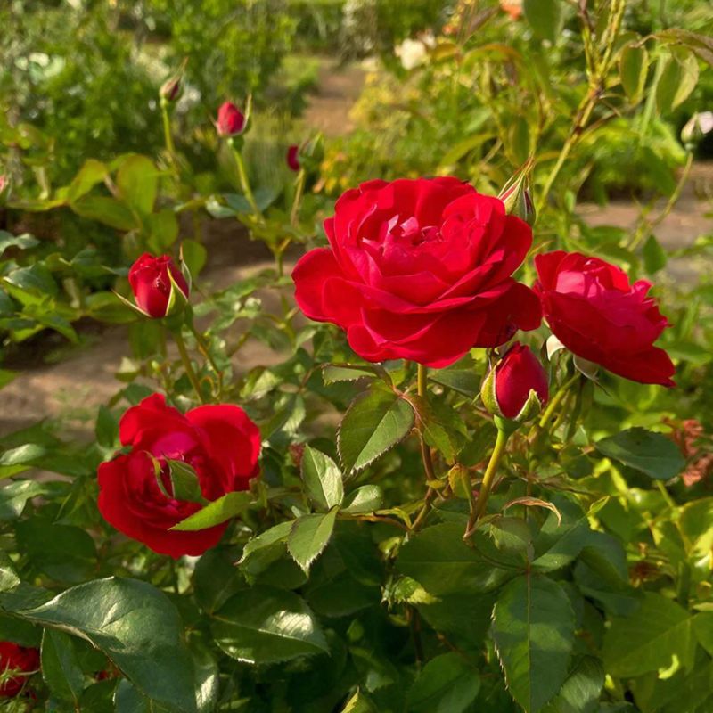 ��������� ������� ���: ������� ��� ������� ��������