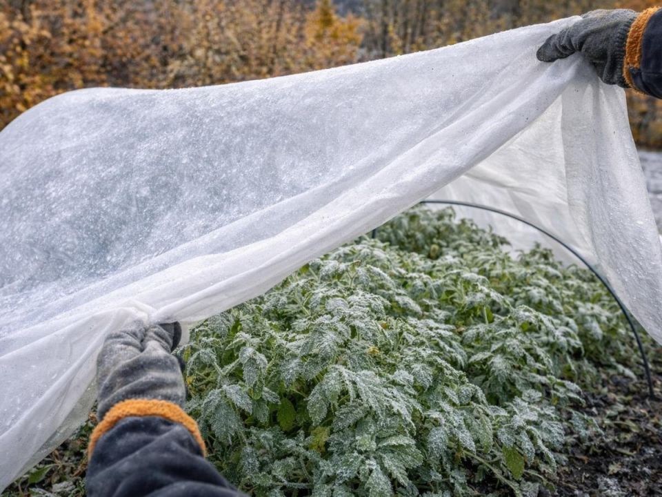 ��� ����������� ���������� � ������ ���������� � �������� �� �� �����������