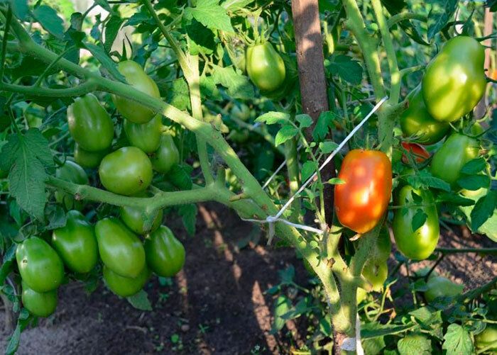 �������� �� ��������: ������ �����, ������� ��-�������� ������ �������