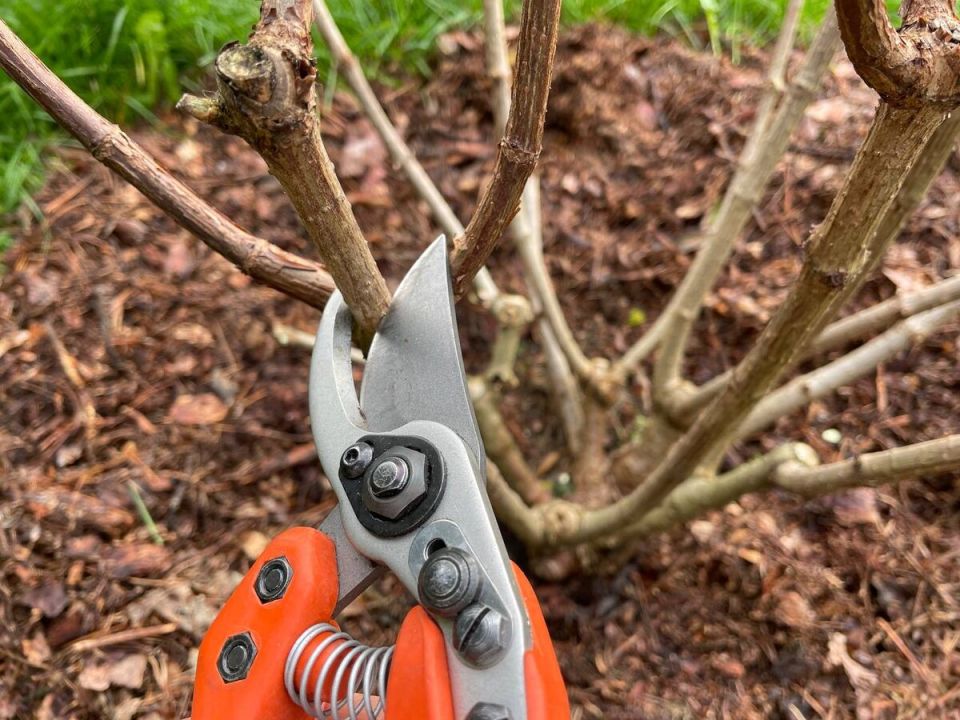 Осенний и весенний уход за гортензиями: практичный список для следующего сезона