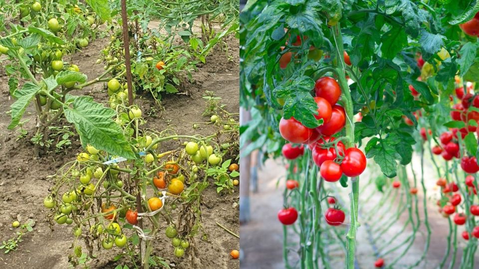 Как смесь горчичного жмыха и древесной золы 3:1 увеличила урожай томатов и сэкономила деньги