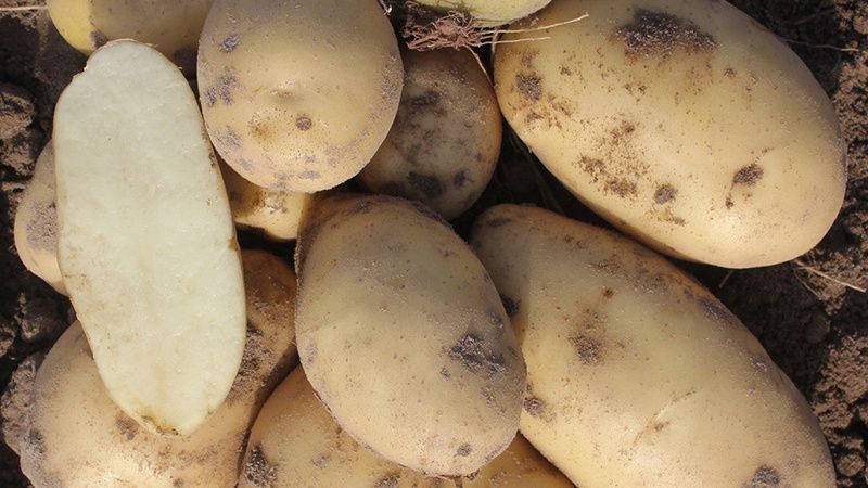 Какой картофель сажать весной: лучшие сорта и практические советы