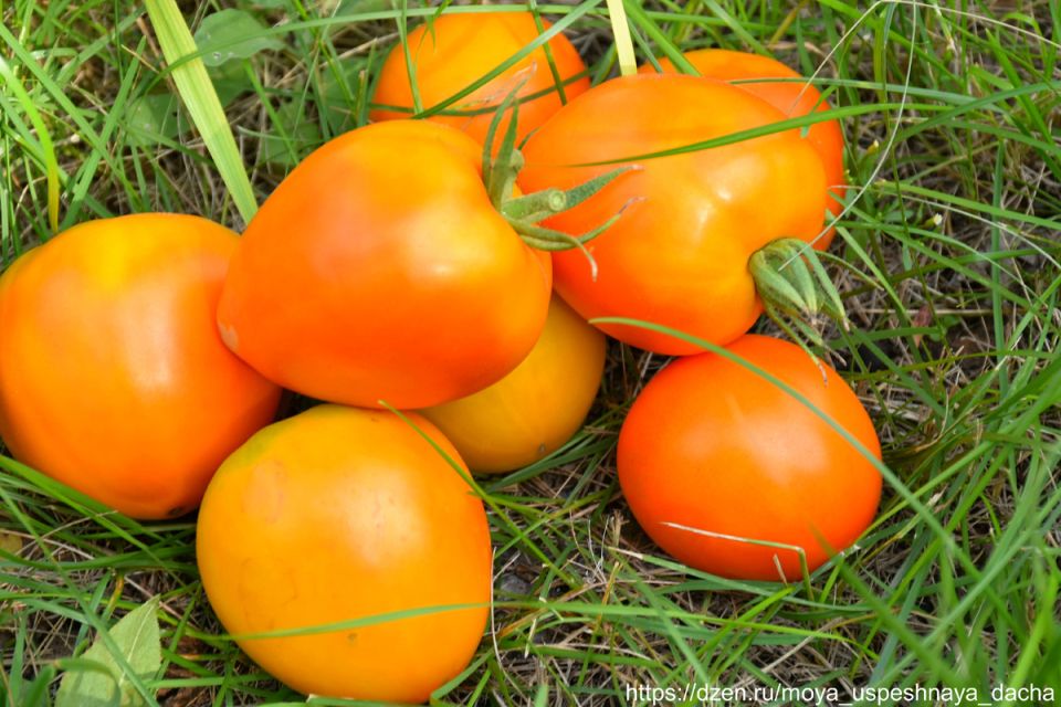 Урожайный томат Сердцеед F1: спокойный обзор и практические выводы