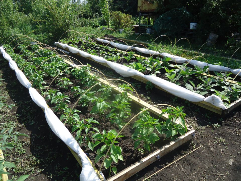 Выращивание рассады: перцы, баклажаны и помидоры — как сажать вместе