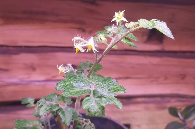 ��� ��������� ������������� ������: ������� ��������� �����