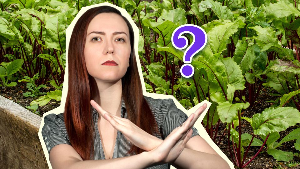 ��� ������ ��� �������� ������� ���: �� ��������� �������� �� ����������