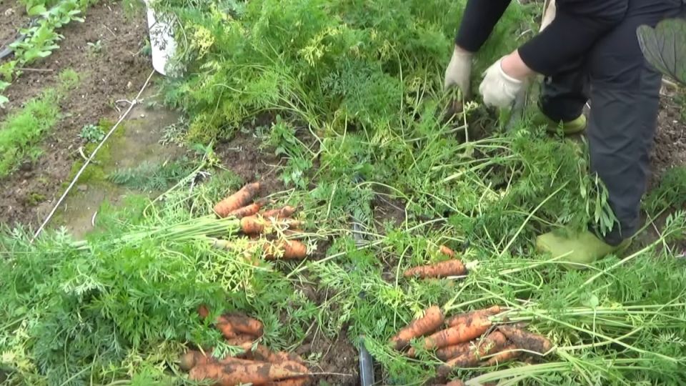 ������ �������: ������� ������ � ��������