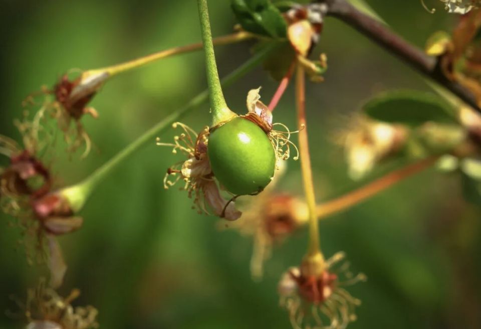 Почему вишня теряет завязи: 6 причин и советы по спасению урожая
