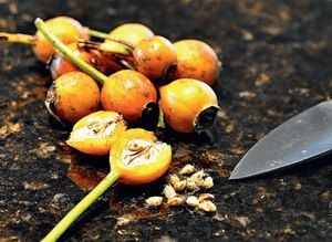 Как вырастить розы из семян: практическое руководство для начинающих