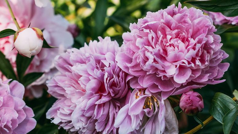 Как обеспечить пиону цветение с шапками размером с тарелку