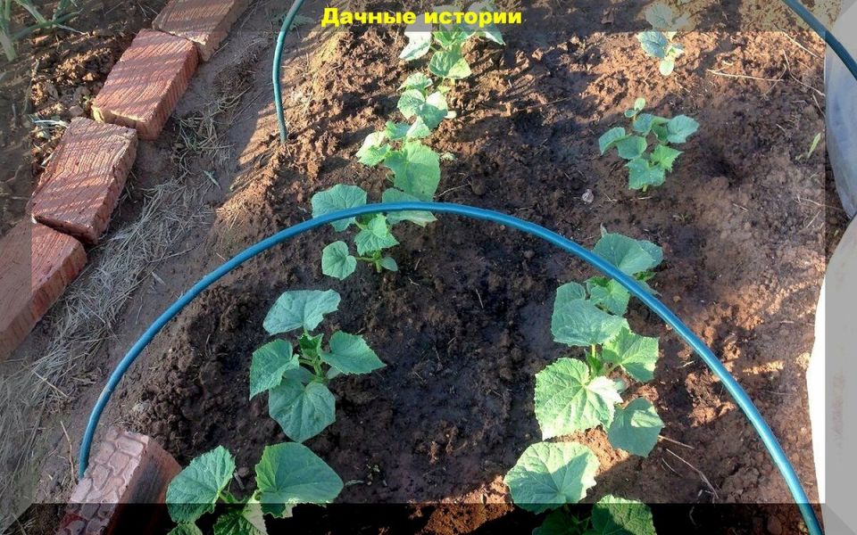 ��� ��������� ��������� ������: ������� ������ ��� ��������