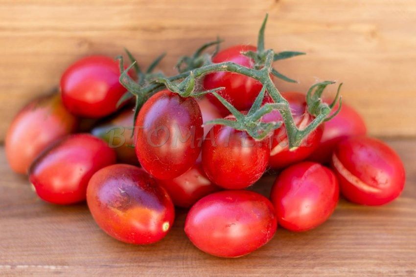 ������ �����: ����� � ��������-������� ������� � ���������������� �������������