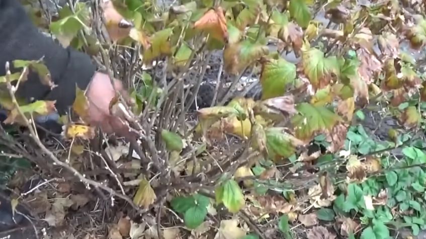 ����������� ������� �������� ��������� ���������, ������� �������� �����