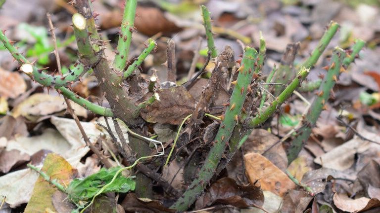 ��� ������������ � ����� ������: 5 �������� ��� ������ ��������