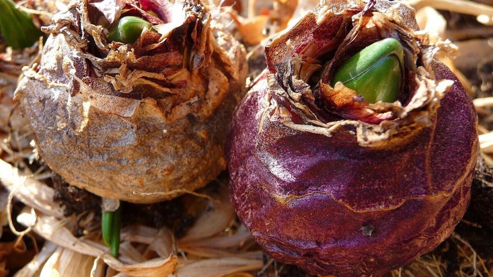 ��� ��������� ������������ ���������� � ����� ����