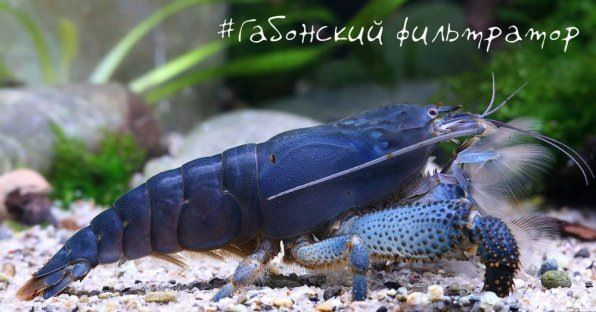 Габонская креветка: водный гигант с удивительным обаянием