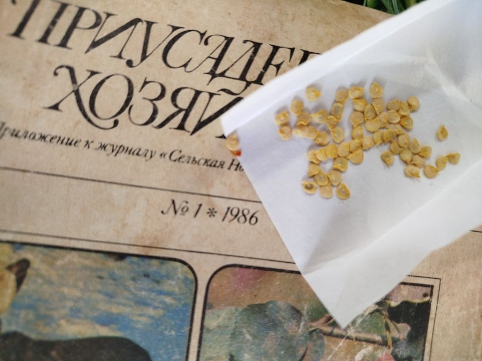 Можно ли сажать старые семена?