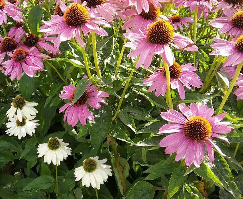 ��������: �������� � ������� � ������������ � ����