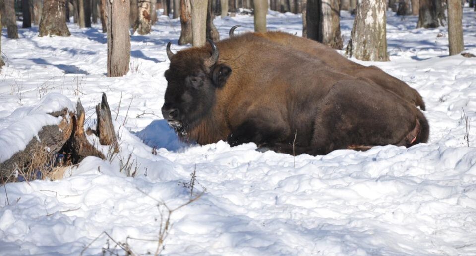 Экологи требуют экспертизу перед изменениями в законе об особо охраняемых территориях