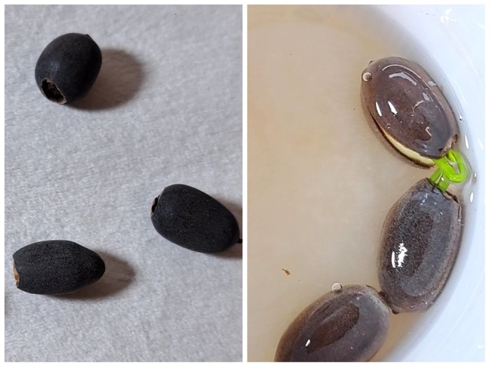 Загадочные лотосы: первые шаги к успешному выращиванию