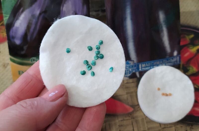 Когда лучше сеять баклажаны и перец: секреты успешного посева