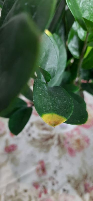 Как спасти замиокулькас от желтых листьев: ключевые причины и решения