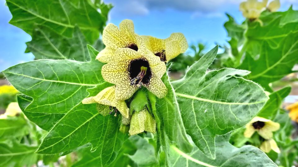Опасные цвета: растения, которые угрожают дачникам