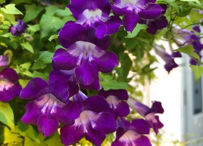 Азарина: секреты ухода за этим красивым цветком