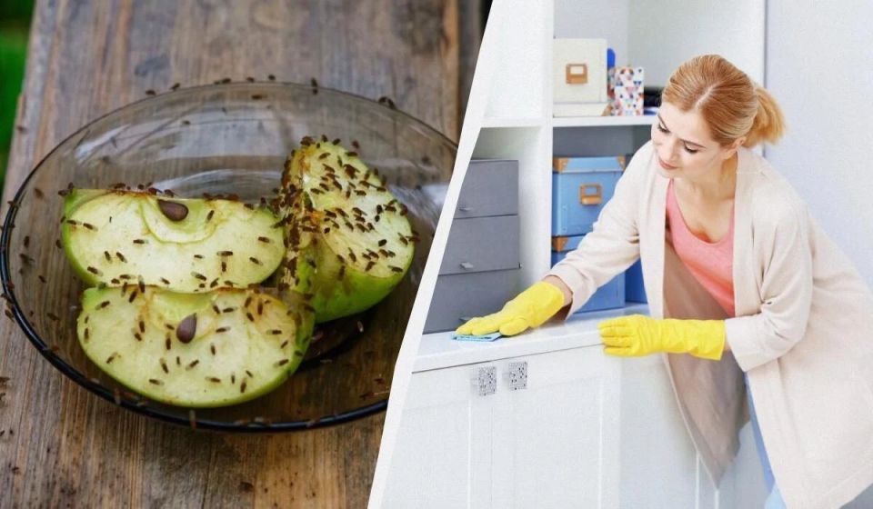 Проверенные методы борьбы с мошками в квартире: простые рецепты самодельных ловушек