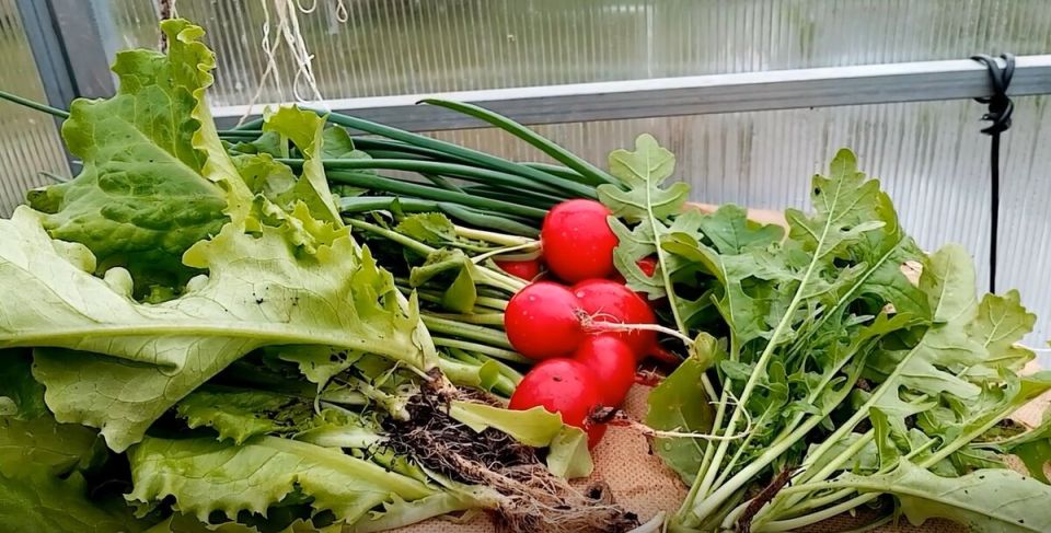 Ранний урожай зелени: плюсы и минусы реализации