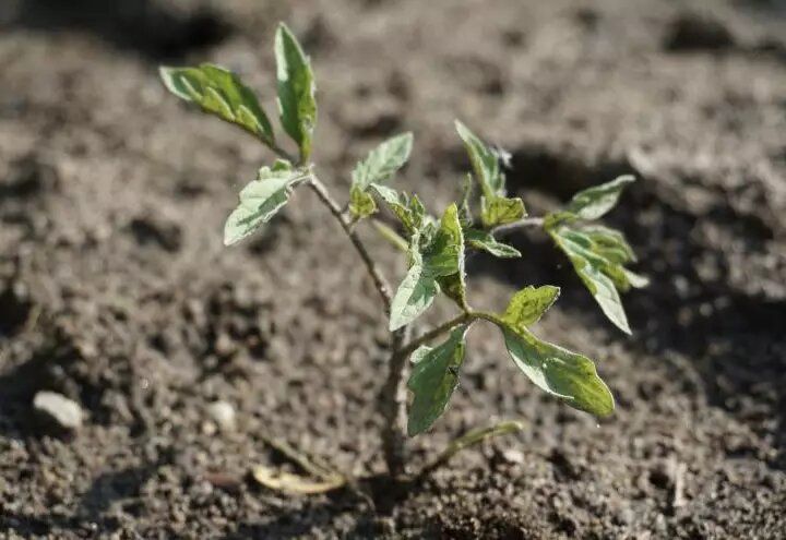 Лунный календарь для дачников: советы на неделю с 3 по 9 мая