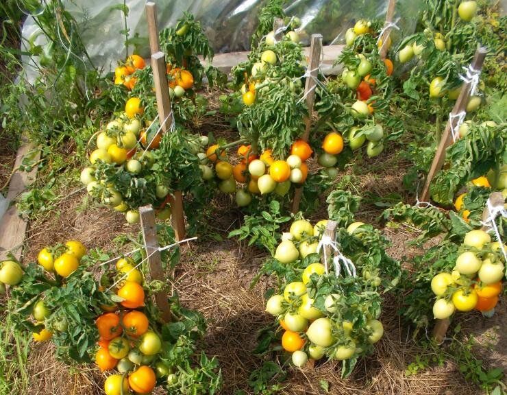 ��� ��������� ��������� ��������: ������ � �����